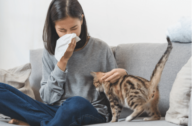 Woman is sneezing from fur allergy on the sofa and playing with her cat.